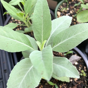 May include: Close-up of a potted sage plant with silvery-green leaves. The plant is in a black plastic pot with dark brown soil.