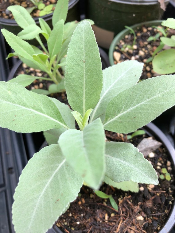 Organic White Sage Plant (salvia Apiana) in 2.5-inch Pot by Smoke Camp  Crafts - Etsy Israel
