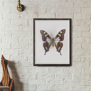 swallowtail butterfly print, butterfly art, butterfly poster, kids room decor, nature art, nursery wall art image 3
