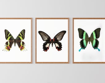 Set of 3 butterflies prints, Butterfly wall art, butterfly art, nursery art print, above the bed decor, boho chic decor, butterfly poster