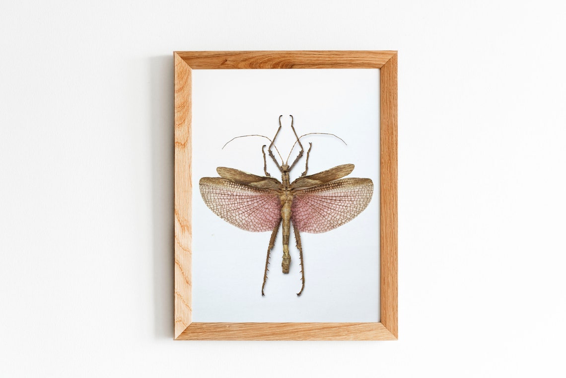 Stick Insect Wall Art Print Bug Posters Insect Decor Etsy