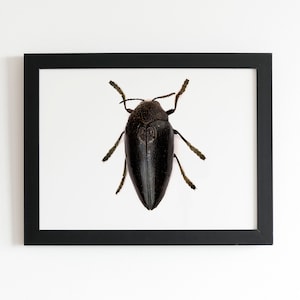 Lucifer beetle, black beetle print, beetle poster, nature wall art, insect art print, entomology poster, boho print, modern farmhouse decor