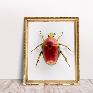 red beetle print, beetle poster, beetle art, naure wall art, entomology poster, insect art, kids room decor
