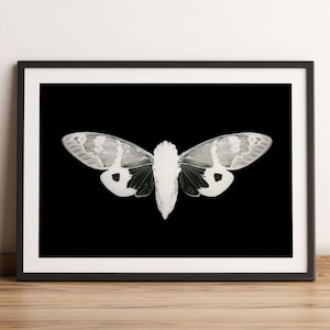 Cicada Poster, Cicada Print, Vintage Illustration insects , Nature  Poster, photogram, Retro Home Decor