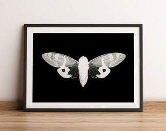 Cicada Poster, Cicada Print, Vintage Illustration insects , Nature  Poster, photogram, Retro Home Decor