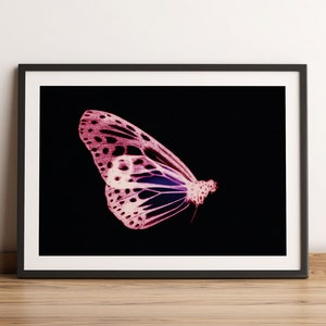 Colourful butterfly print, Moth Print, Vintage Butterfly Prints, Moth poster, Natural History Art, Butterfly Art, Butterfly, Vintage Poster