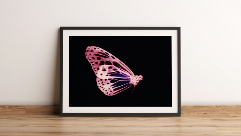 Colorido estampado de mariposas, Moth Print, Vintage Butterfly Prints, Moth poster, Natural History Art, Butterfly Art, Butterfly, Vintage Poster imagen 1