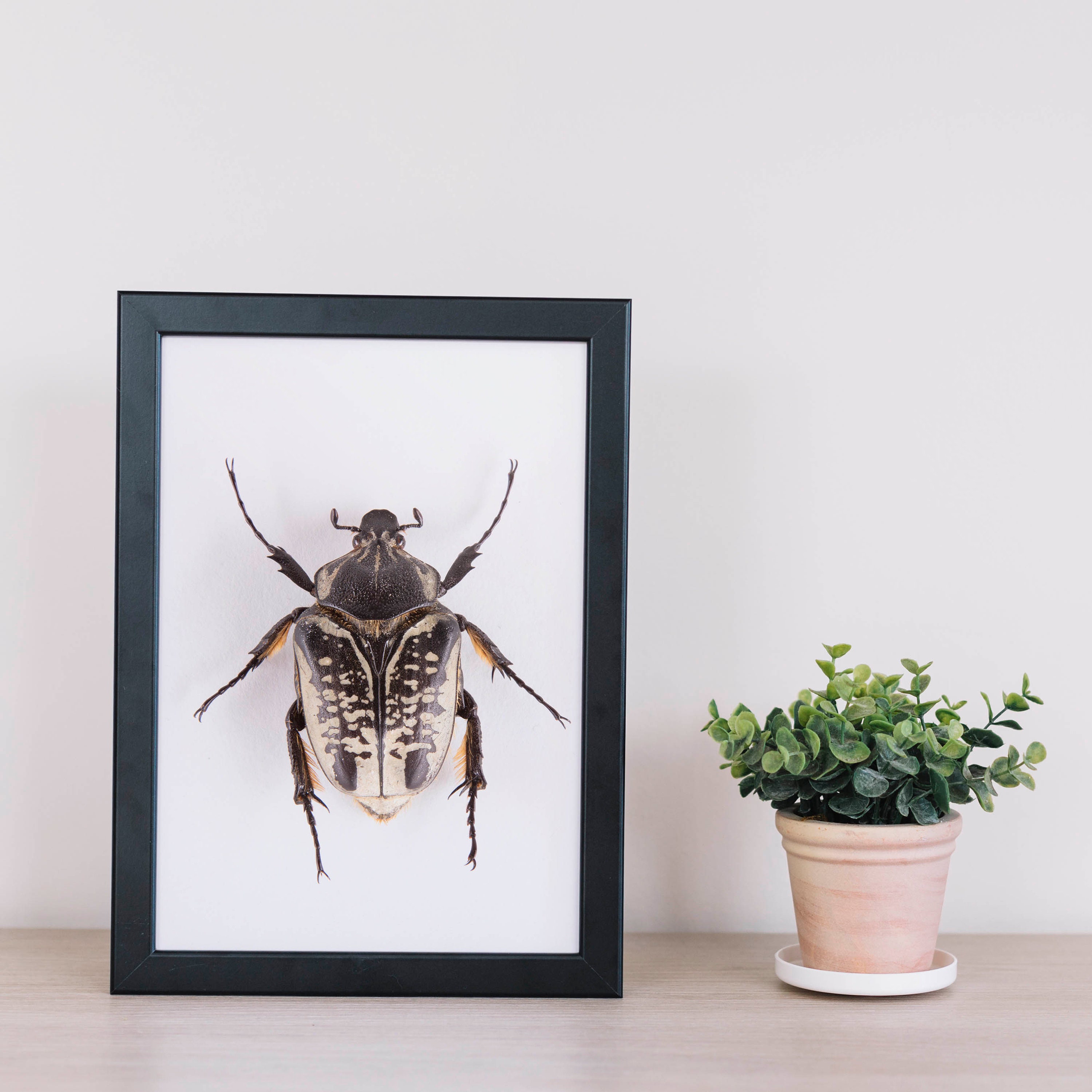 Goliath Beetle Poster, Beetle Art, Nature Wall Art, Insect Art Print ...