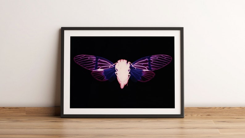 Colourful Cicada print, Cicada Print, Vintage Insect Prints, Moth poster, Natural History Art, Butterfly Art, Butterfly, Vintage Poster image 1