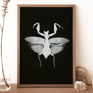 Svartvit väggkonst med bönsyrsa | Gothic Dark Academia-dekor | Original fotogram-insektstryck | Minimalistisk naturfotografiposter