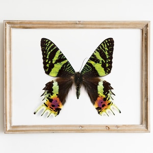 Madagascan sunset moth print, moth poster, moth art, butterfly print, nature print,  entomology poster, kids room decor