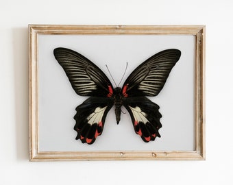 Mariposa mormona escarlata, estampado de mariposa roja, arte de mariposas, estampados de naturaleza de carteles de mariposas, estampados de entomología, decoración escandinava,