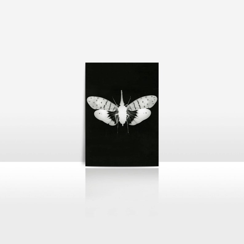 Monochrome lanternfly wall art print, natural history print, minimalist nature home decor, maximalists living room ideas, gothic home image 3