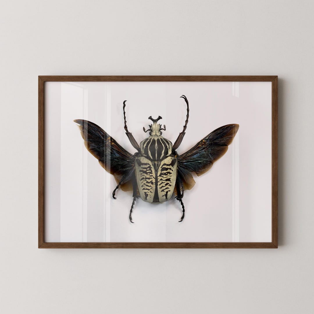 Goliath Beetle Art Print – Macro Photography Insect Wall Art, Dark ...