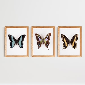Set of 3 butterflies prints, modern minimalist decor, nature print, entomology poster, insect art,boho eclectic prints,modern farmhouse art