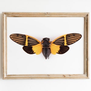 Cicada Insect Art - Modern Cicada Poster. Entomology Insect Art. Modern Educational Chart
