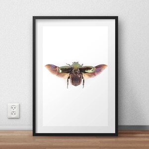 geflügelter Käfer Druck, Käfer Poster, Käfer Kunst, Natur Wandkunst, Insekten Kunstdruck, Entomologie Poster, Kinderzimmer Dekor