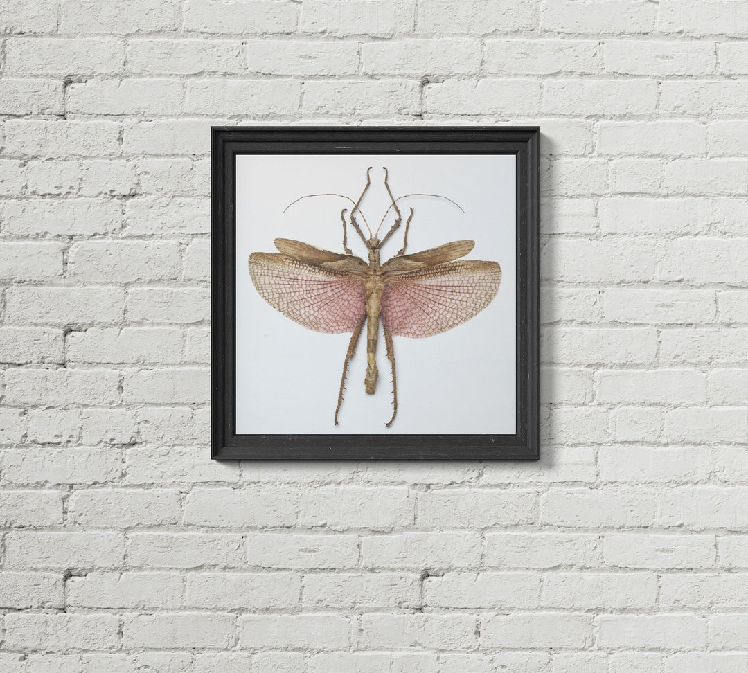 Brown Stick Insect Square Wall Art Print,5x5 Insect and Bug Decor ...