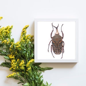 polka dot brown stag beetle, minimalist nature wall art, square beetle poster, modern home decor, boho nordic insect  art, beetle print