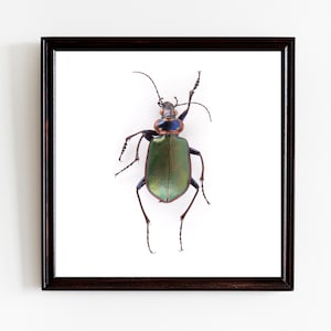 metallic green beetle, minimalist nature wall art, beetle poster, modern home decor, boho nordic, insect Scandi home,5x5 square beetle print