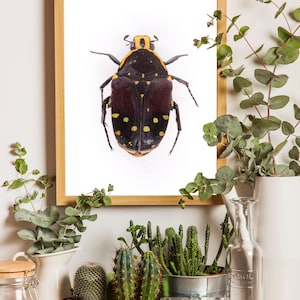 Cartel de BEETLES, impresión de escarabajos, gráfico de escarabajos, cartel de insectos, impresión de dibujo científico, decoración de historia natural, arte de pared imagen 1