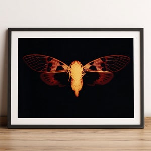 May include: A close-up of a cicada with translucent wings, illuminated in shades of orange and red against a black background.