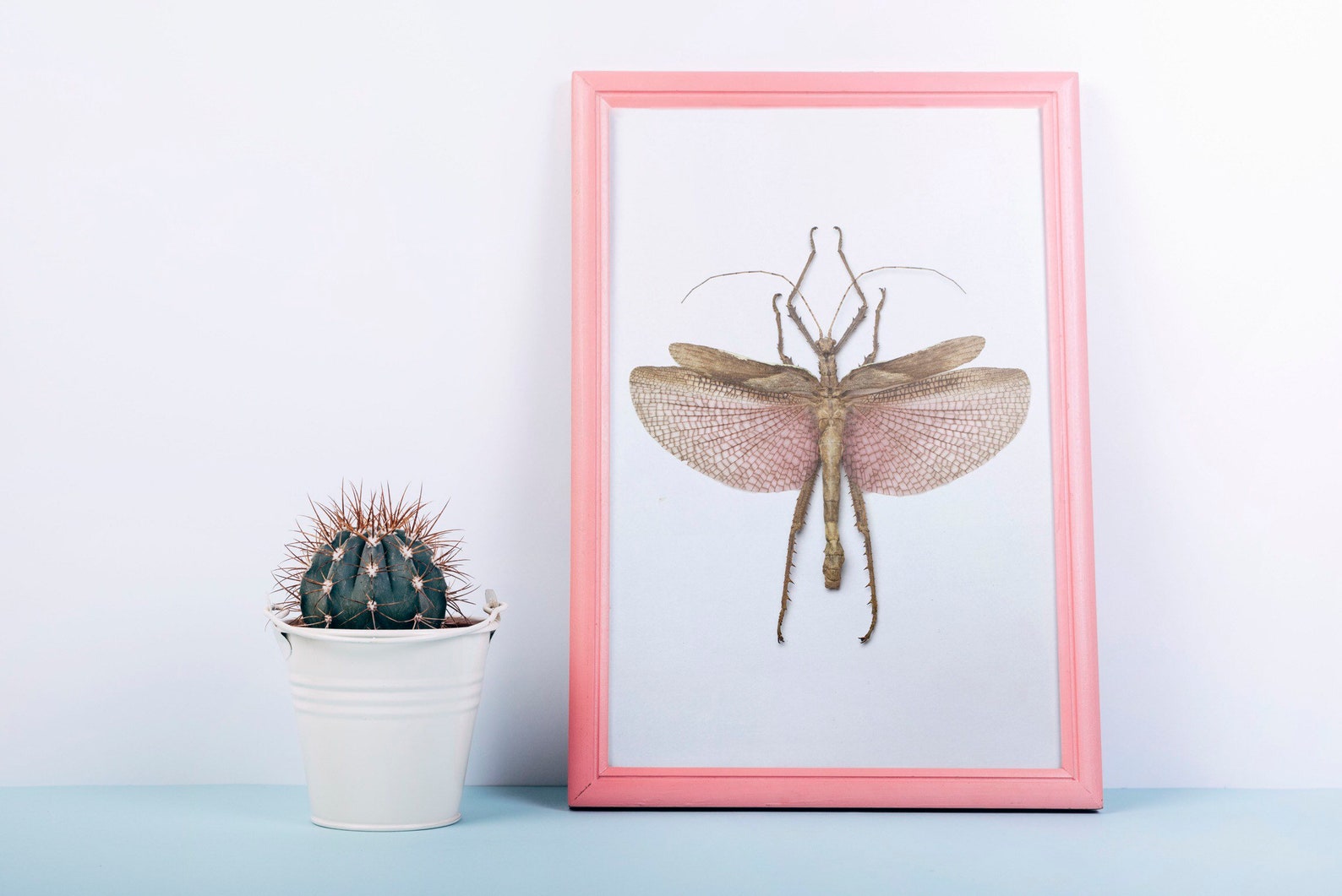 Stick Insect Wall Art Print Bug Posters Insect Decor Etsy
