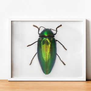 Green beetle print, beetle poster, beetle art, nature wall art, insect art print, entomology poster, boho prints,