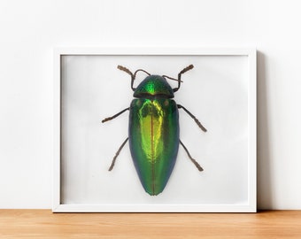 Green beetle print, beetle poster, beetle art, nature wall art, insect art print, entomology poster, boho prints,