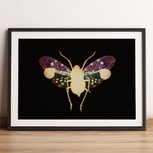 Colourful butterfly print, Moth Print, Vintage Butterfly Prints, Moth poster, Natural History Art, Butterfly Art, Butterfly, Vintage Poster