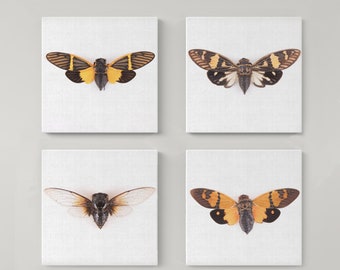Cicada set of 4 print set, square insect and bug print, modern farmhouse decor, butterfly poster, stick insect print, cicada art, boho print