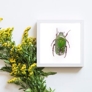 Gepunkteter grüner Käfer, Natur-Wandkunst, Insekten-Kunstdruck, quadratisches Entomologie-Poster, Insektenkunst, Boho-Drucke, Heimdekoration, 5 x 5 Käfer-Drucke