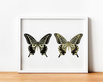 Butterfly set wall art print, Butterfly poster, butterflies print, scandinavian living room ideas, vintage entomology inspired illustration