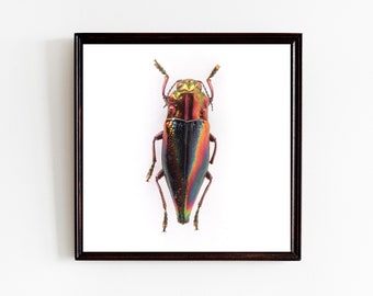 rainbow jewel beetle square wall art print, Scandinavian nursery decor, minimalist insect prints, boho nordic living room , natural living,