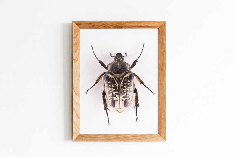 Goliath Beetle Poster, Beetle Art, Nature Wall Art, Insect Art Print ...