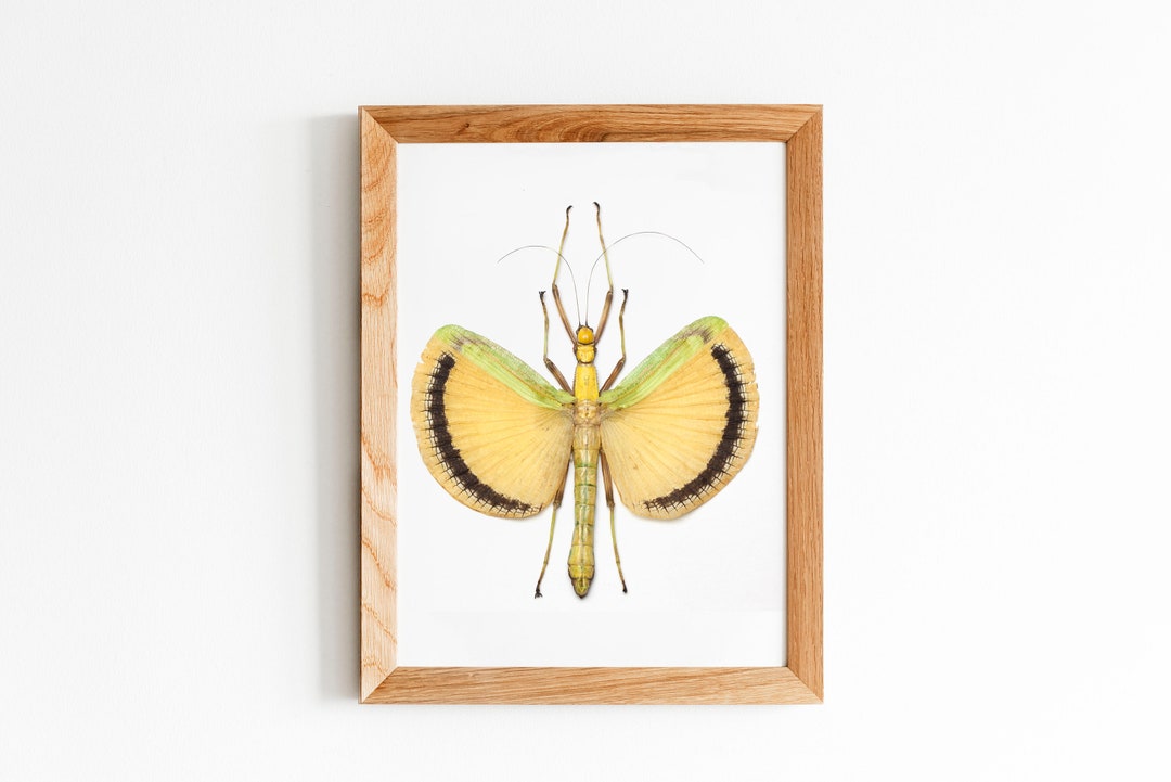 Yellow Stick Insect Art, Stick Insect Poster, Bug Decor, Modern ...