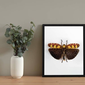 Cartel de INSECTOS, estampado de saltamontes verdes, decoración de historia natural, gráfico científico de insectos, arte de insectos