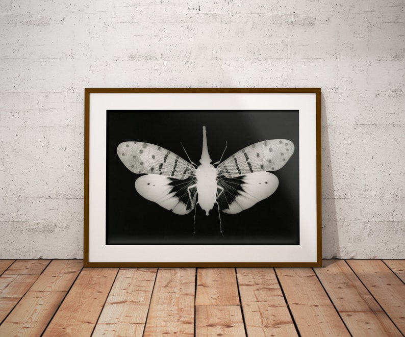 Monochrome lanternfly wall art print, natural history print, minimalist nature home decor, maximalists living room ideas, gothic home image 1