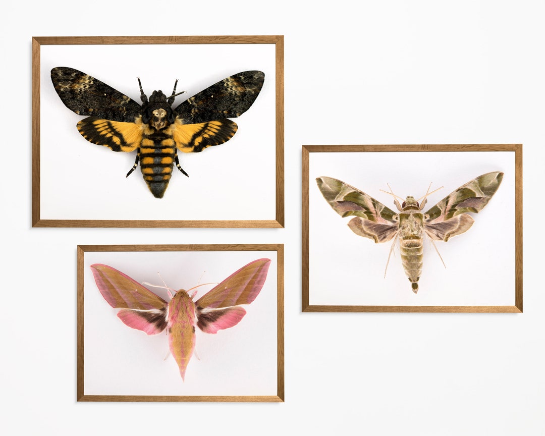 Set of 3 Moth Prints, Moth Wall Art, British Moths, Nursery Art Print ...