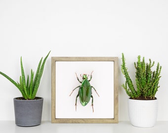 metallic green beetle, nature wall art, insect art print, square entomology poster, insect art, boho prints, home decor,5x5  beetle prints