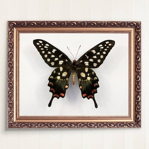 Impresión de mariposas, cartel de mariposas, impresión de insectos, decoración de pared de mariposas negras, gráfico científico de mariposas, mariposa vintage, entomología