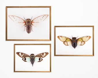 Set of 3 cicada prints, Wall Art, Home Decor, Poster Print, Wall Print, Nature Print minimalist decor, entomology poster, insect art, boho