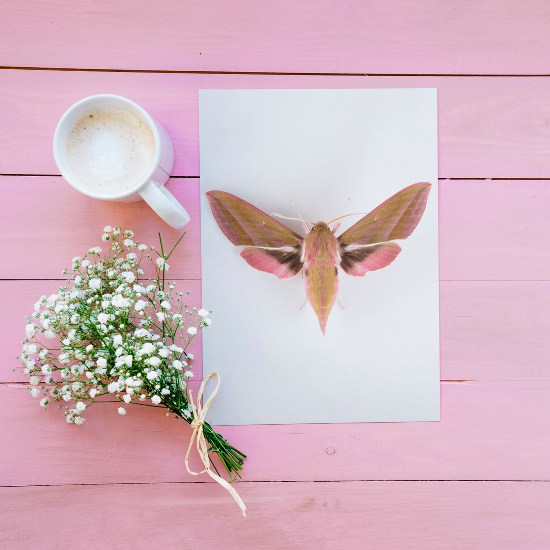 Elephant Hawk Moth Print, Moth Poster, Nature Wall Art, Pink Moth Print ...