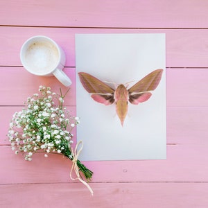 Impresión de polilla halcón elefante, cartel de polilla, arte de la pared de la naturaleza, impresión de polilla rosa, arte de insectos, arte de la pared del vivero