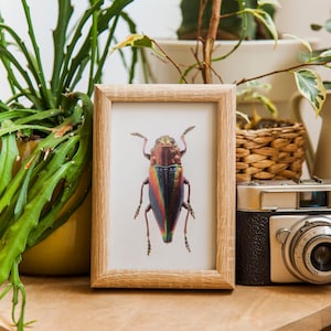 Jewel beetle art print, beetle poster, beetle wall art, nature poster, kids room decor