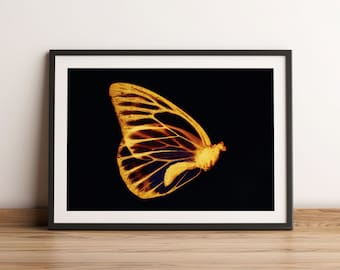 Butterfly Poster, Butterflies Print, Vintage Illustration of Moths and Butterflies, Nature  Poster, photogram, Retro Home Decor