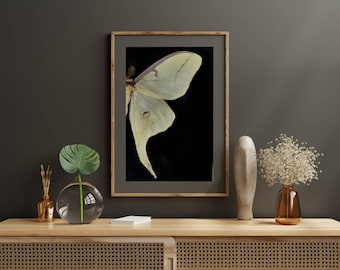Moon moth wall art print,diptych set, split poster, gothic home decor above the bed, nature print, entomology print, luna moth