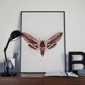 hawk moth art print, nature wall art, moth poster, nursery wall art, kids room decor