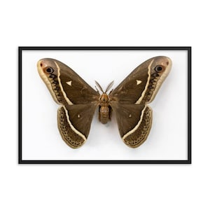 vintage moth print, moth poster, moth art,  vintage entomology inspired illustration