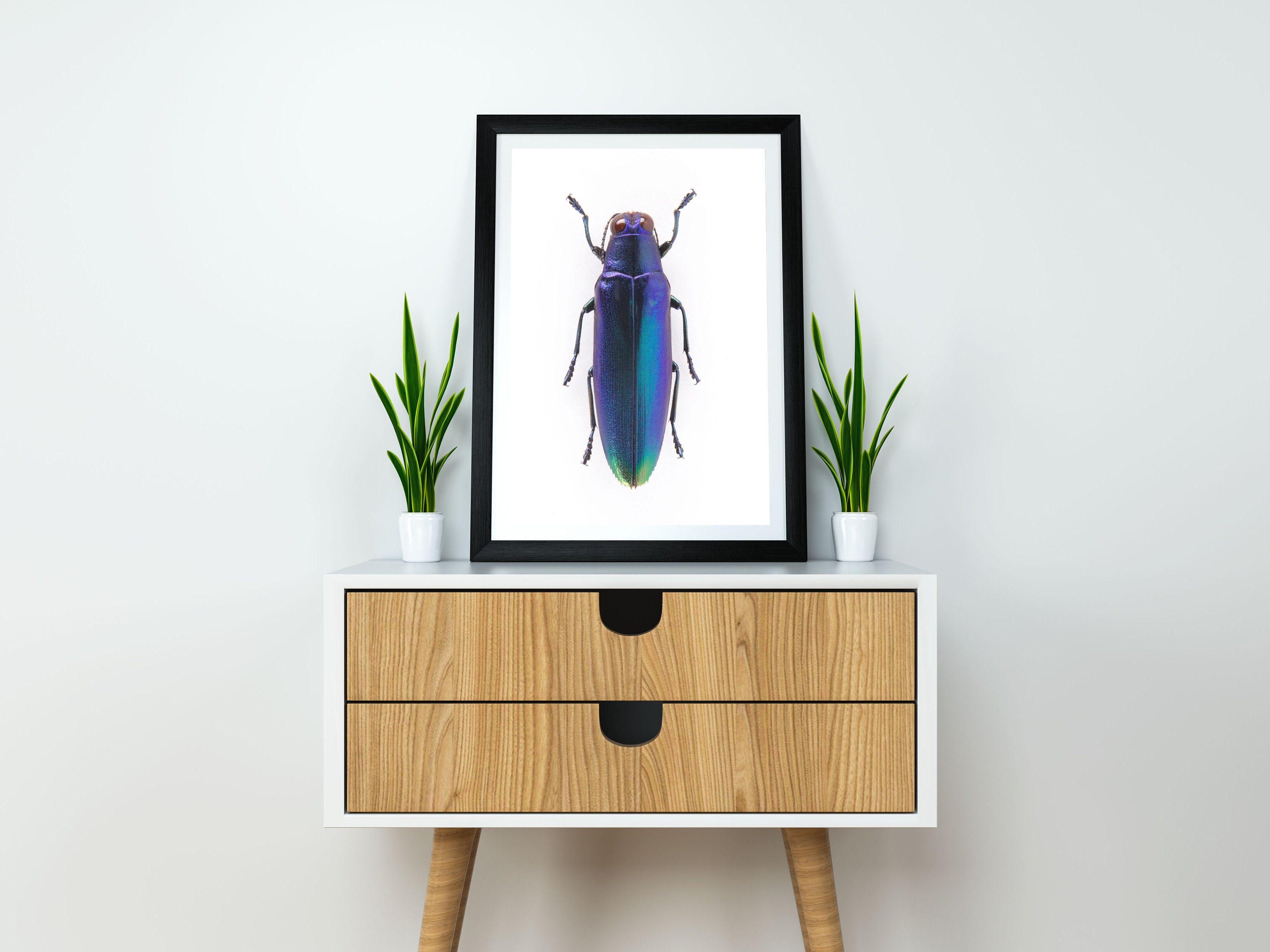 Blue beetle print, beetle poster, beetle art, nature wall art, insect art print, entomology poster, boho prints, modern farmhouse home decor